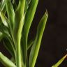Драцена Сандера 30/8 фото 5 &mdash; Luxury Plants
