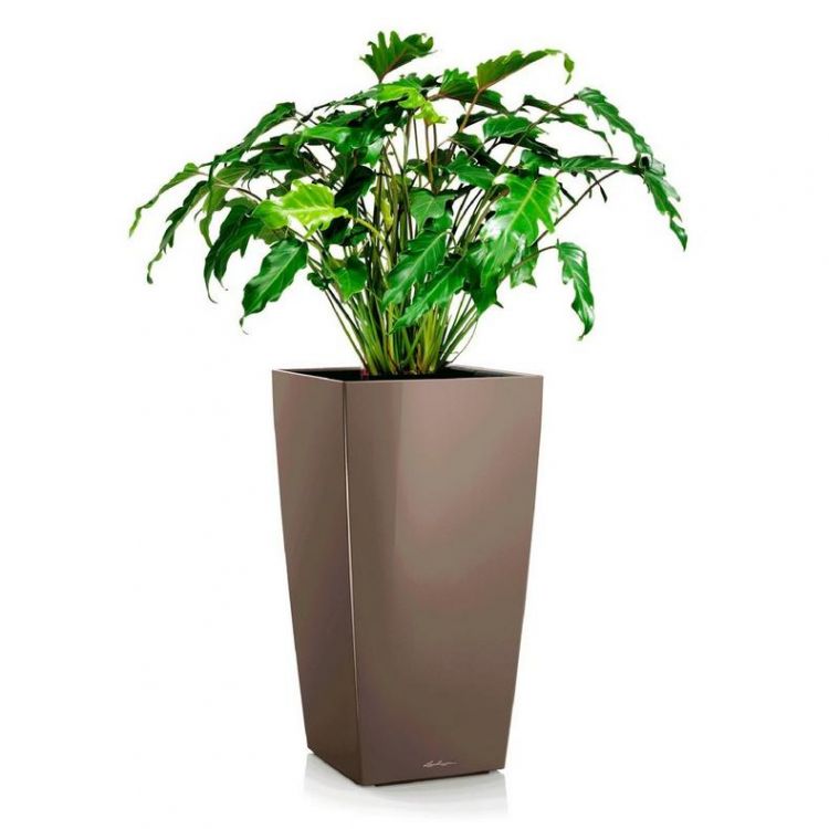 Филодендрон Ксанаду в кашпо Lechuza Cubico 30 серо-коричневый фото 1 &mdash; Luxury Plants
