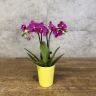 Орхидея Фаленопсис Purple Princess D9 фото 1 &mdash; Luxury Plants