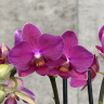 Орхидея Фаленопсис Purple Princess D9 фото 3 &mdash; Luxury Plants