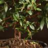 Мирт обыкновенный 30/12 фото 5 &mdash; Luxury Plants