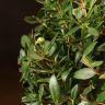 Мирт обыкновенный 30/12 фото 3 &mdash; Luxury Plants