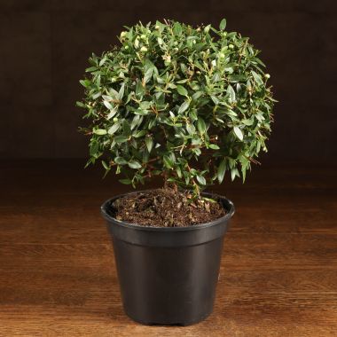 Мирт обыкновенный 30/12 &mdash; Luxury Plants