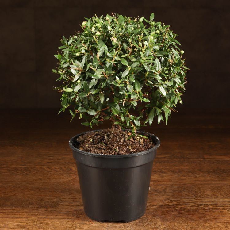 Мирт обыкновенный 30/12 фото 1 &mdash; Luxury Plants