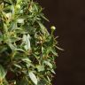 Мирт обыкновенный 30/12 фото 4 &mdash; Luxury Plants