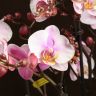 Орхидея Фаленопсис Bellissimo розовая D15 фото 2 &mdash; Luxury Plants