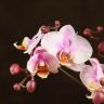 Орхидея Фаленопсис Bellissimo розовая D15 фото 4 &mdash; Luxury Plants