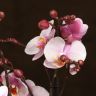 Орхидея Фаленопсис Bellissimo розовая D15 фото 3 &mdash; Luxury Plants