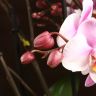 Орхидея Фаленопсис Bellissimo розовая D15 фото 5 &mdash; Luxury Plants