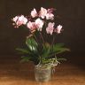 Орхидея Фаленопсис Bellissimo розовая D15 фото 1 &mdash; Luxury Plants