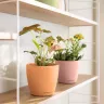 Кашпо Lechuza "Classico Color Deco 10 linde" фото 6 &mdash; Luxury Plants