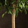 Фикус Нитида 140/32 фото 3 &mdash; Luxury Plants