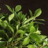 Фикус Нитида 140/32 фото 2 &mdash; Luxury Plants