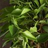 Фикус Нитида 140/32 фото 4 &mdash; Luxury Plants
