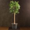 Фикус Нитида 140/32 фото 1 &mdash; Luxury Plants
