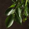 Фикус Нитида 140/32 фото 5 &mdash; Luxury Plants