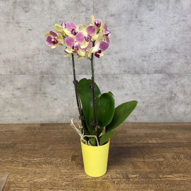 Орхидея Фаленопсис Аврора D9 &mdash; Luxury Plants