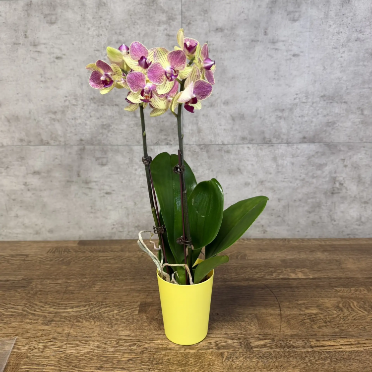 Орхидея Фаленопсис Аврора D9 фото 1 &mdash; Luxury Plants