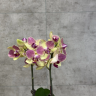 Орхидея Фаленопсис Аврора D9 фото 2 &mdash; Luxury Plants