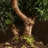 Бонсай Тис 38 см фото 3 &mdash; Luxury Plants