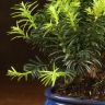 Бонсай Тис 38 см фото 5 &mdash; Luxury Plants