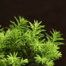 Бонсай Тис 38 см фото 4 &mdash; Luxury Plants