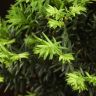 Бонсай Тис 38 см фото 2 &mdash; Luxury Plants