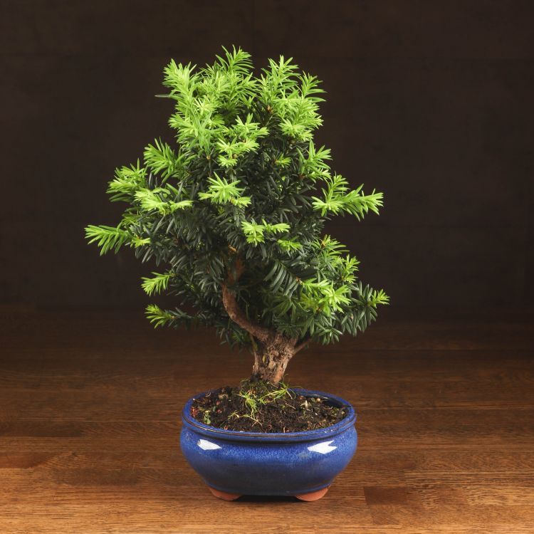 Бонсай Тис 38 см фото 1 &mdash; Luxury Plants