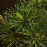 Бонсай Сосна Колючий Цуруга D19 фото 4 &mdash; Luxury Plants