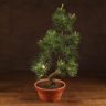 Бонсай Сосна Колючий Цуруга D19 фото 1 &mdash; Luxury Plants