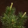 Бонсай Сосна Колючий Цуруга D19 фото 5 &mdash; Luxury Plants