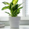 Горшок с дренажной системой Алемар VipSet 4,8 белый фото 3 &mdash; Luxury Plants