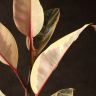 Фикус Эластика Белиз 150/24 фото 2 &mdash; Luxury Plants