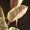 Фикус Эластика Белиз 150/24 фото 3 &mdash; Luxury Plants