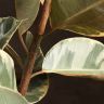 Фикус Эластика Белиз 150/24 фото 4 &mdash; Luxury Plants