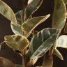 Фикус Эластика Белиз 150/24 фото 5 &mdash; Luxury Plants