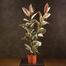 Фикус Эластика Белиз 150/24 фото 1 &mdash; Luxury Plants