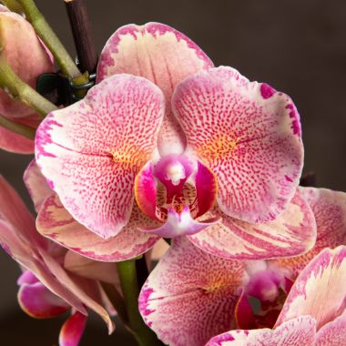 Орхидея Фаленопсис бабочка Пират Пикоти 2 ст &mdash; Luxury Plants