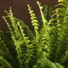 Нефролепис Грин Леди D12 фото 2 &mdash; Luxury Plants