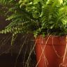 Нефролепис Грин Леди D12 фото 4 &mdash; Luxury Plants