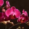 Орхидея Фаленопсис Bellissimo фиолетовая D15 фото 2 &mdash; Luxury Plants