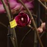 Орхидея Фаленопсис Bellissimo фиолетовая D15 фото 3 &mdash; Luxury Plants