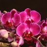 Орхидея Фаленопсис Bellissimo фиолетовая D15 фото 4 &mdash; Luxury Plants