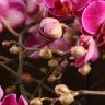 Орхидея Фаленопсис Bellissimo фиолетовая D15 фото 5 &mdash; Luxury Plants