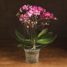 Орхидея Фаленопсис Bellissimo фиолетовая D15 фото 1 &mdash; Luxury Plants
