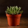 Эхеверия Апус 10/10 фото 2 &mdash; Luxury Plants