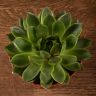 Эхеверия Апус 10/10 фото 3 &mdash; Luxury Plants