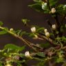 Бонсай Кизильник 27 см фото 2 &mdash; Luxury Plants