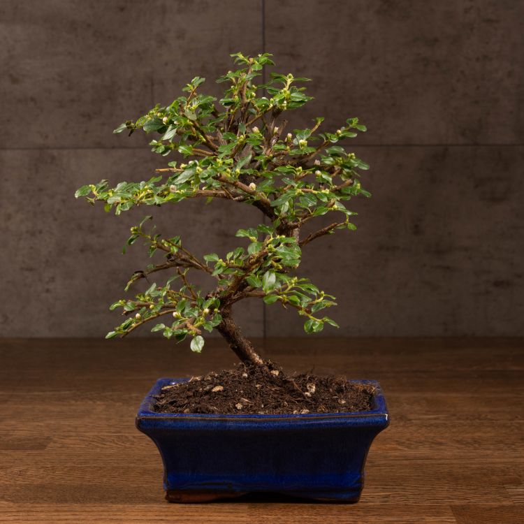 Бонсай Кизильник 27 см фото 1 &mdash; Luxury Plants