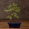 Бонсай Кизильник 27 см фото 1 &mdash; Luxury Plants